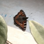 Schmetterling