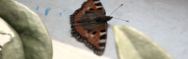 Schmetterling