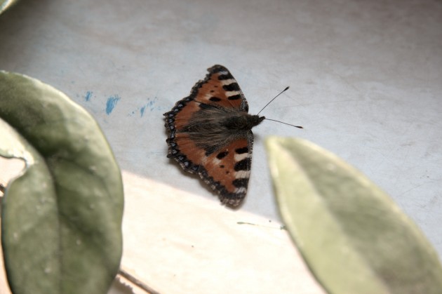 Schmetterling