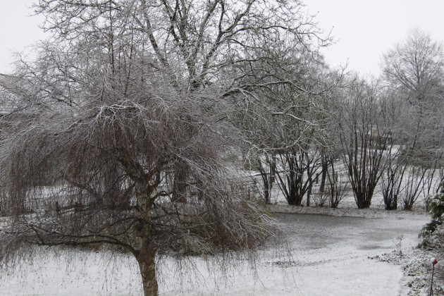 Vereister Garten