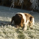 Winterhund