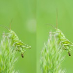 Grashuepfer beim Abkoten