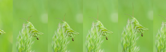 Grashuepfer beim Abkoten