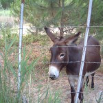 Camping a la ferme