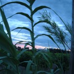 Landschaft in der Garonne