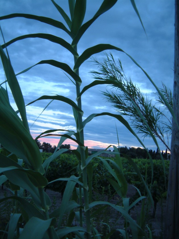 Landschaft in der Garonne