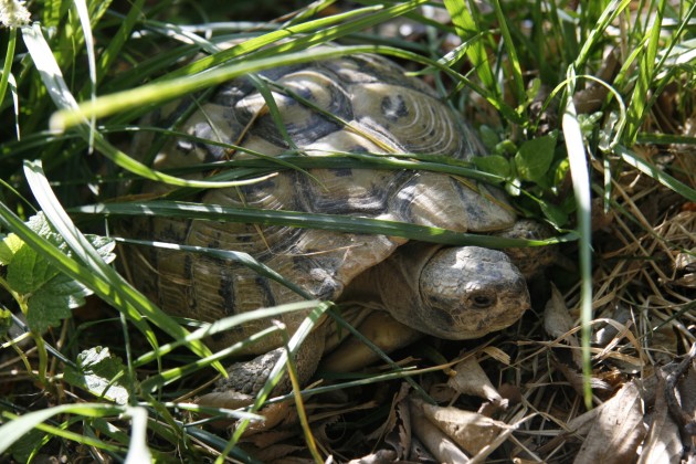 Eine der namensgebenden Schidlkröten im Three Turtles Hostel in Split