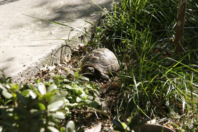 Eine der namensgebenden Schidlkröten im Three Turtles Hostel in Split