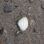 Muscheln in Anstruther