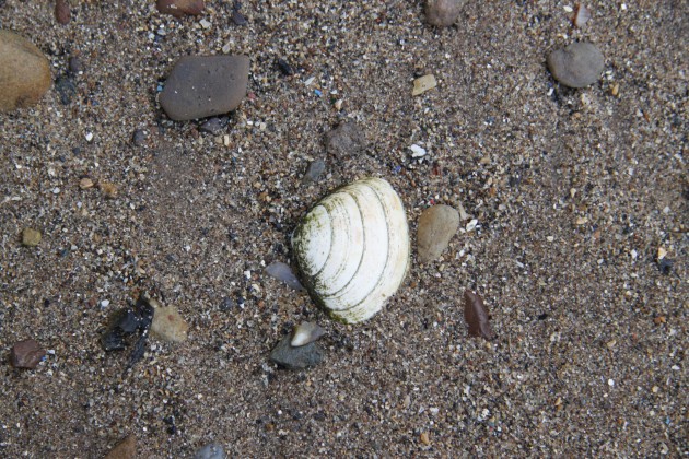 Muscheln am Strand von Anstruther