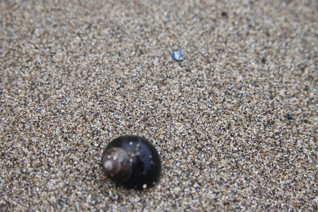 Muscheln am Strand von Anstruther