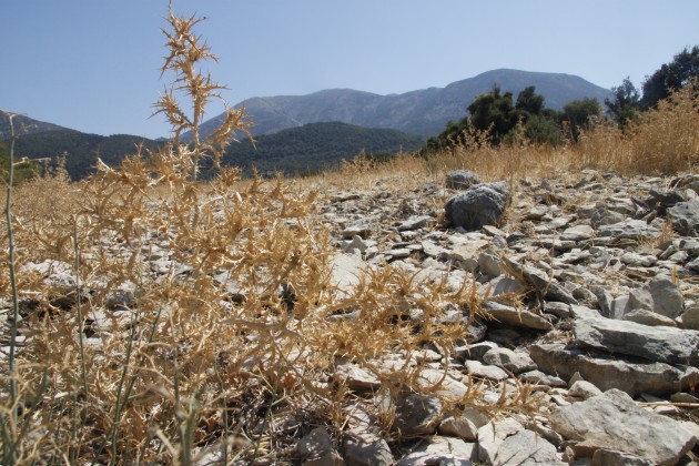 Vertrocknete Landschaft am Mühlenwanderweg