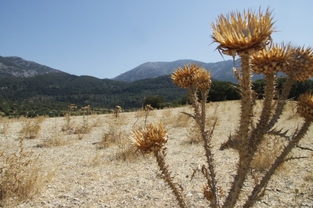 Vertrocknete Landschaft am Mühlenwanderweg