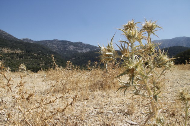 Vertrocknete Landschaft am Mühlenwanderweg