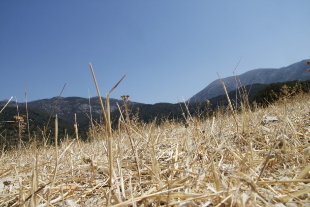 Vertrocknete Landschaft am Mühlenwanderweg