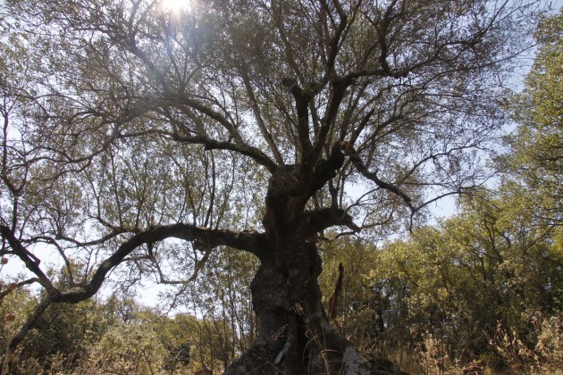 Verknorpelter Baum am Mühlenwanderweg