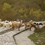 Ziegen bei Monodendri