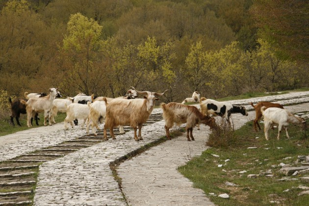 Ziegenumtrieb zwischen dem Kloster Agios-Praskevi und Monodendri.