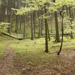 Wald bei Aschau, Wanderweg 22