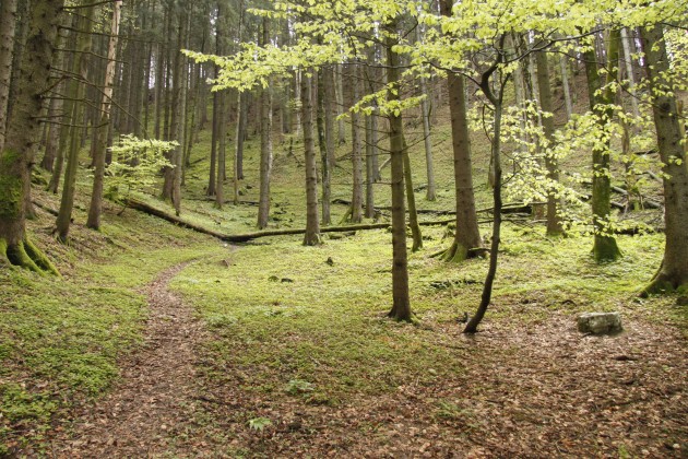 Wald bei Aschau, Wanderweg 22