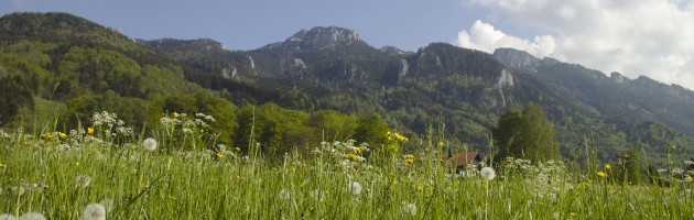 Wiese bei Aschau