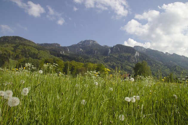 Wiese bei Aschau