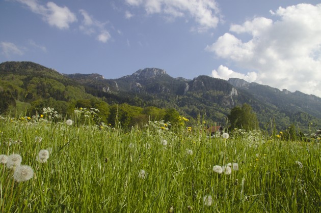 Wiese bei Aschau