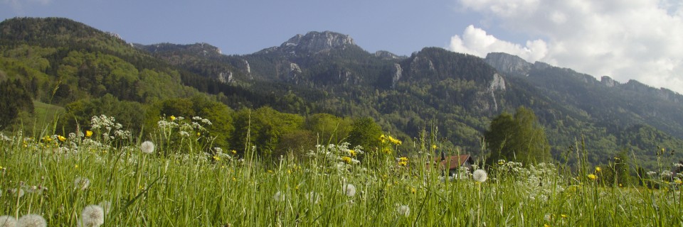 Wiese bei Aschau