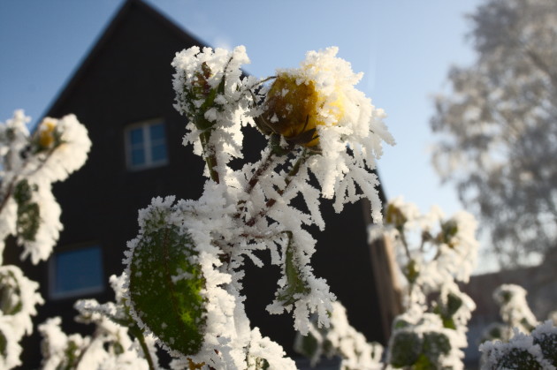 Vereiste Blüten