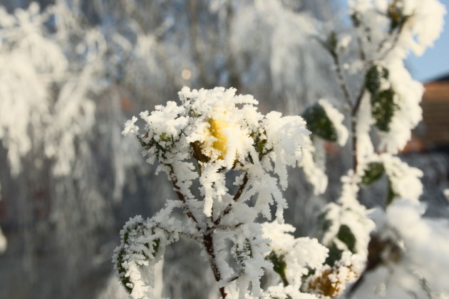 Vereiste Blüten