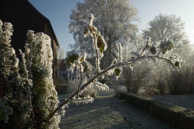 Vereister Ast mit Blüten