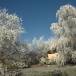 Winter 2007 Garten