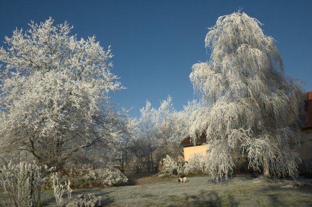 Fein vereister Garten