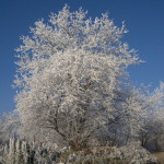 Winter 2007 Strauch und Baum