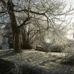 Winter 2007 Baum und Sträucher