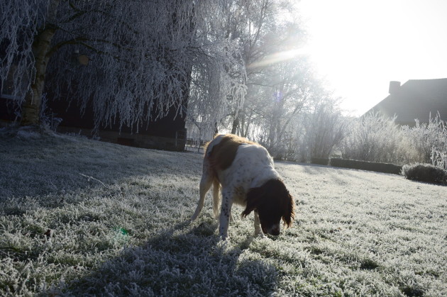 Kira als Schneeschaf