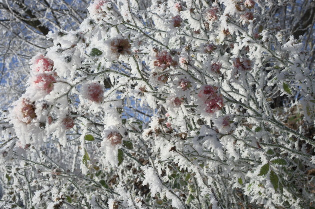 Vereiste Blüten