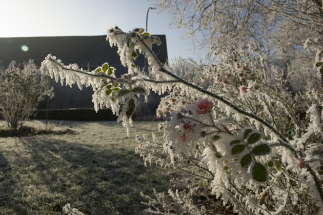 Vereister Ast mit Blüten